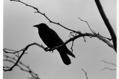 crow3